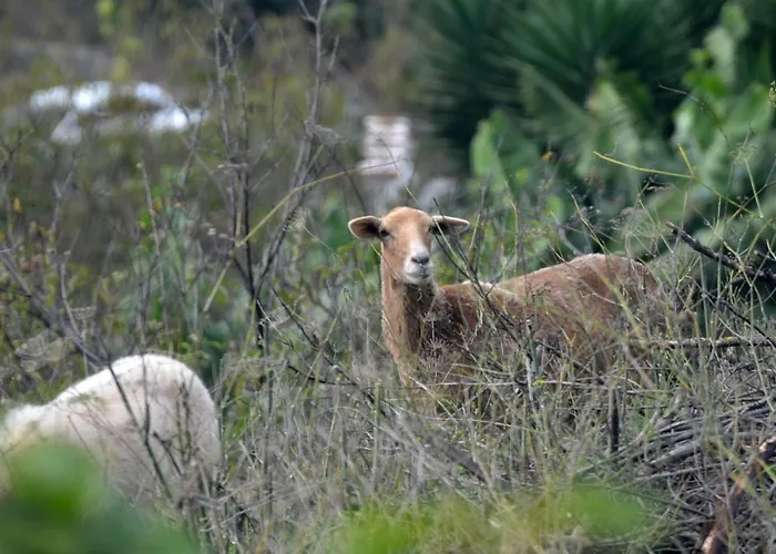 Rural La Hacienda Hotel Los Silos